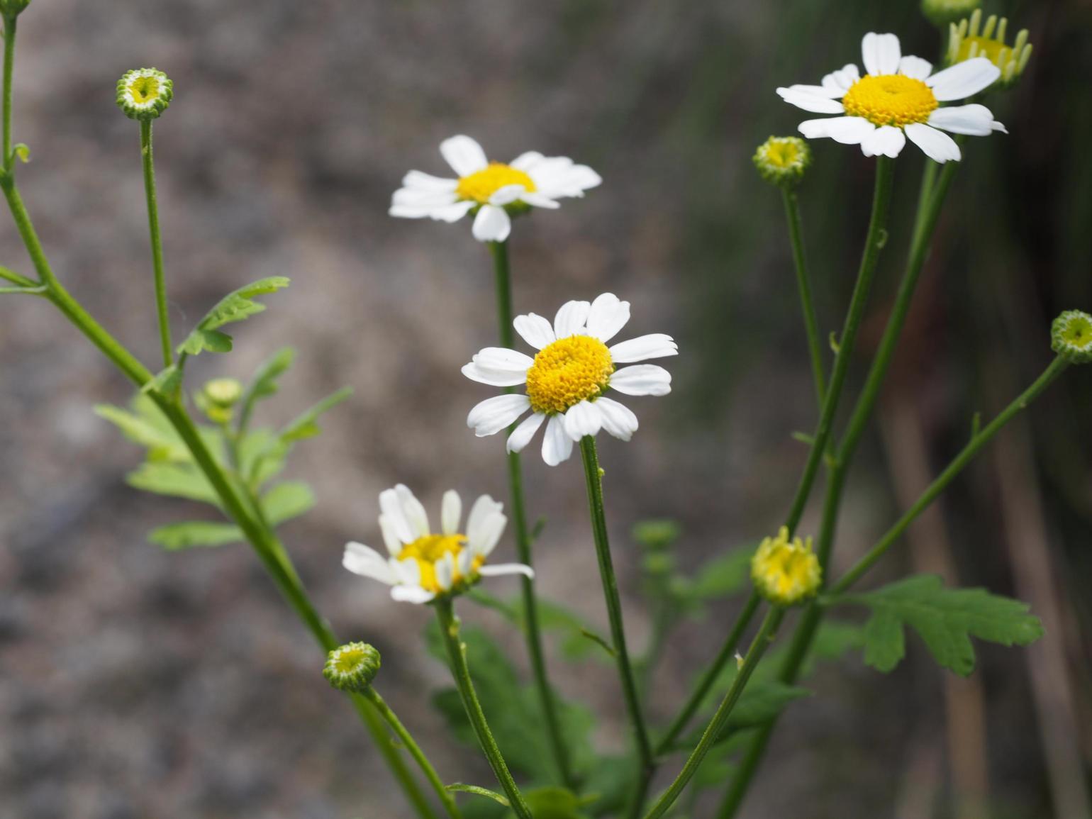 Feverfew